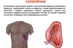 Функции селезенки