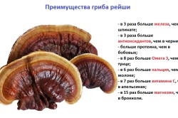 Преимущества гриба рейши