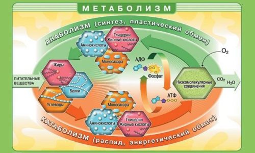 Метаболизм