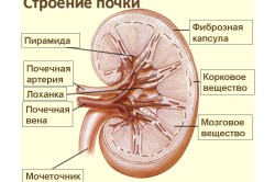 Строение почки