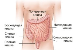 Строение кишечника